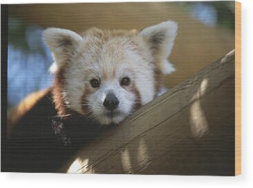 Designs Similar to Close View Of A Red Panda #2