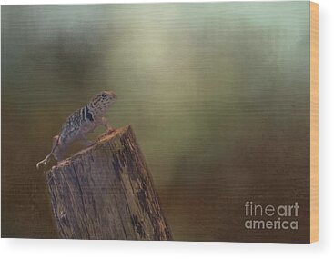 Collared Lizard Wood Prints