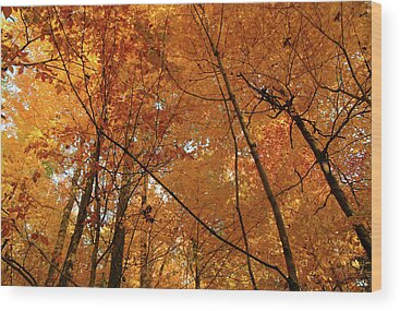 Environment Canada Wood Prints