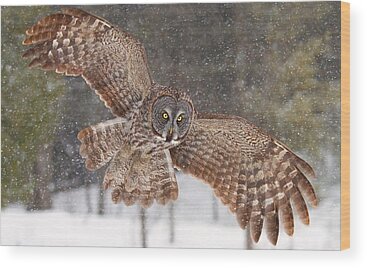 Great Grey Owl Wood Prints