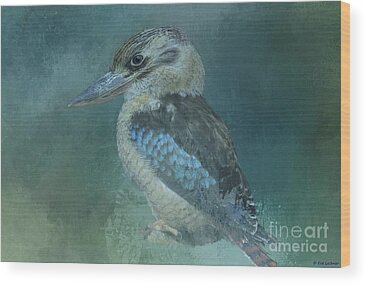 Kookaburra Wood Prints