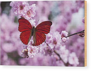 Beautiful Butterfly Wood Prints