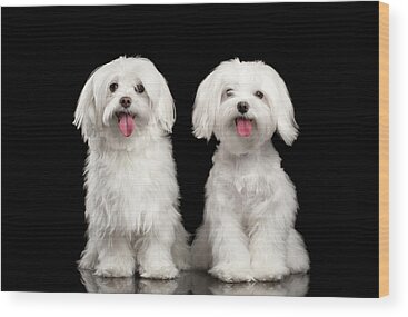 Maltese Dogs Wood Prints