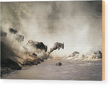 Wildebeest Wood Prints