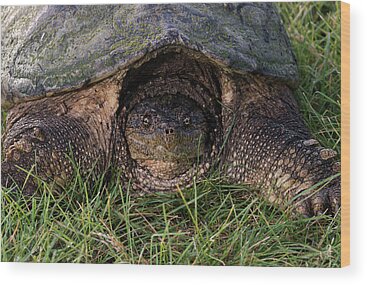 Snapping Turtle Wood Prints