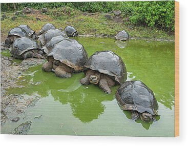 https://render.fineartamerica.com/images/rendered/search/wood-print/10/6.5/break/images/artworkimages/medium/2/2-creep-of-indefatigable-island-tortoises-tui-de-roy.jpg