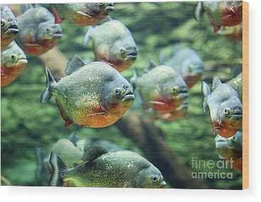 Piranha Art | Fine Art America