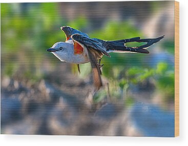 Scissor-tailed Flycatcher Wood Prints