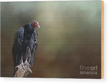 Turkey Vulture Wood Prints