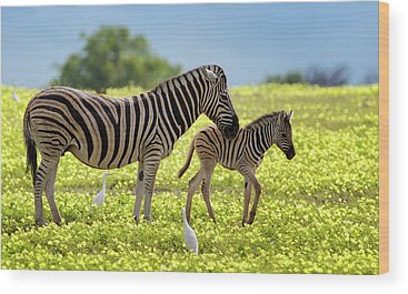 Zebra And Cattle Egret Bird Wood Prints