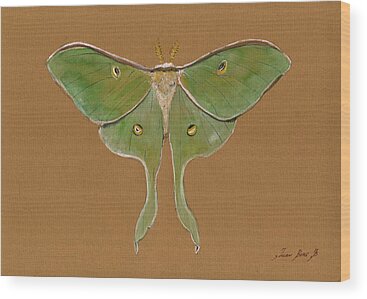 Luna Moth Wood Prints