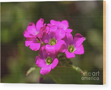 Oxalis Wood Prints