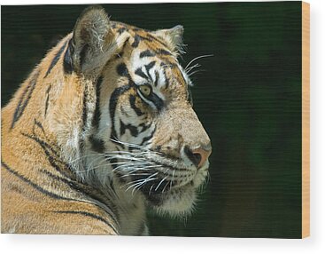 Sumatran Tigers Wood Prints