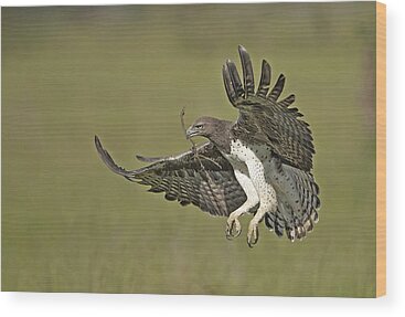 Martial Eagle Wood Prints