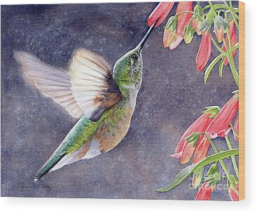 Rufous Hummingbird Wood Prints