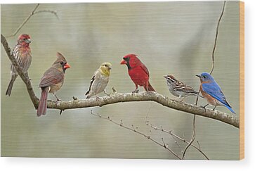 House Finch Wood Prints