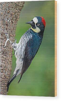 Designs Similar to Acorn Woodpecker Melanerpes #1