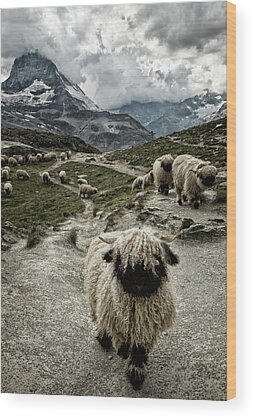 Matterhorn Wood Prints
