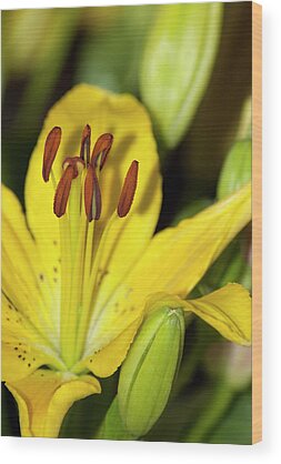 Longiflorum Asiatic Lily Wood Prints