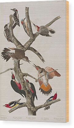 Red Bellied Woodpecker Wood Prints