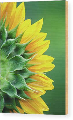 Giant Sunflower Wood Prints