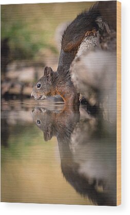 Eurasian Red Squirrel Wood Prints