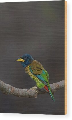 Beautiful Birds Wood Prints