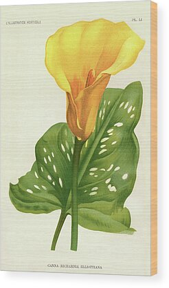 Yellow Canna Lily Wood Prints