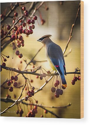 Cedar Berries Framed Wood Prints