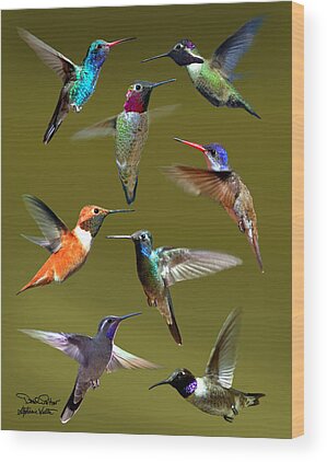 Black-chinned Hummingbird Wood Prints