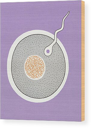 Egg Cell Wood Prints