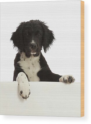Sprocker Puppy Wood Prints