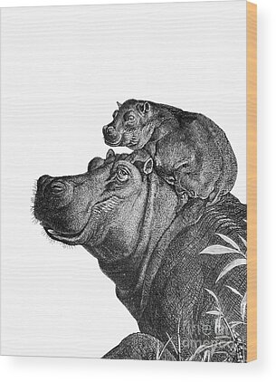 Hippo Wall Wood Prints