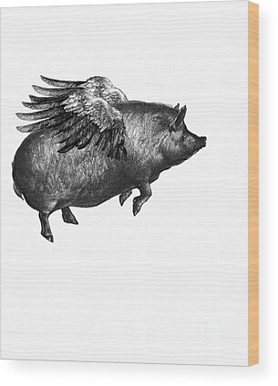 Pot Belly Pig Wood Prints