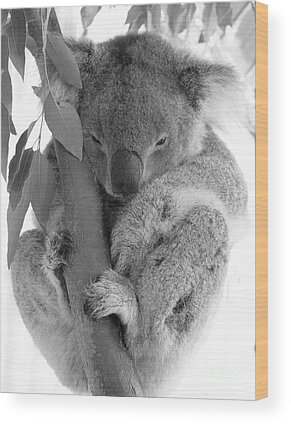 Koala Bear Wood Prints