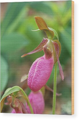 Lady Slipper Wood Prints