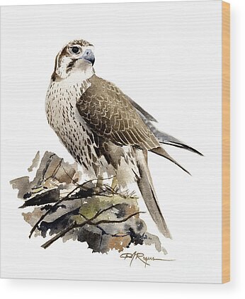 Prairie Falcon Wood Prints