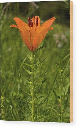 Lilium Bulbiferum Wood Prints