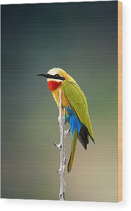 White Fronted Bee-eater Wood Prints