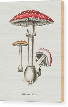 Fly Agaric Wood Prints