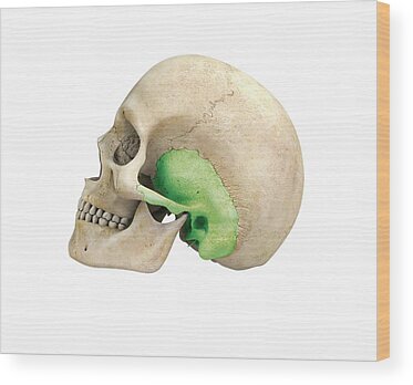 Temporal Bone Wood Prints