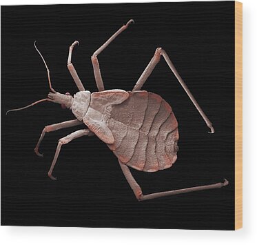 Assassin Bug Wood Prints