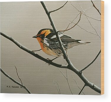 Nashville Warbler Wood Prints