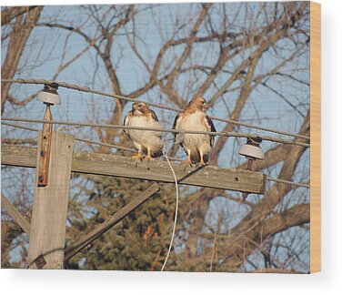 Two Hawks On A Telephone Pole Red Tail Wood Prints