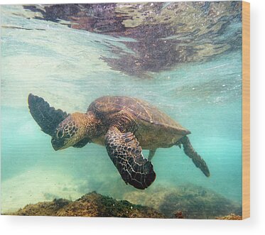 Sea Turtles Wood Prints