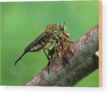 Robber Fly Wood Prints