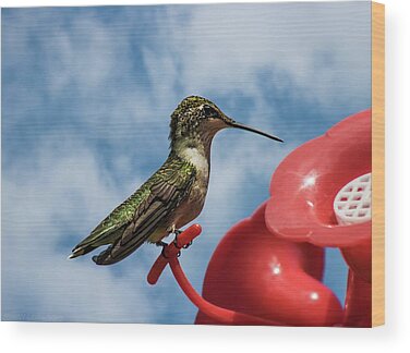 Hummingbird Feeder Wood Prints