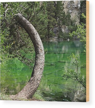 National Forest Wood Prints