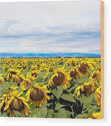 Field Of Sunflowers Wood Prints