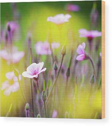 Meadow Cranesbill Wood Prints